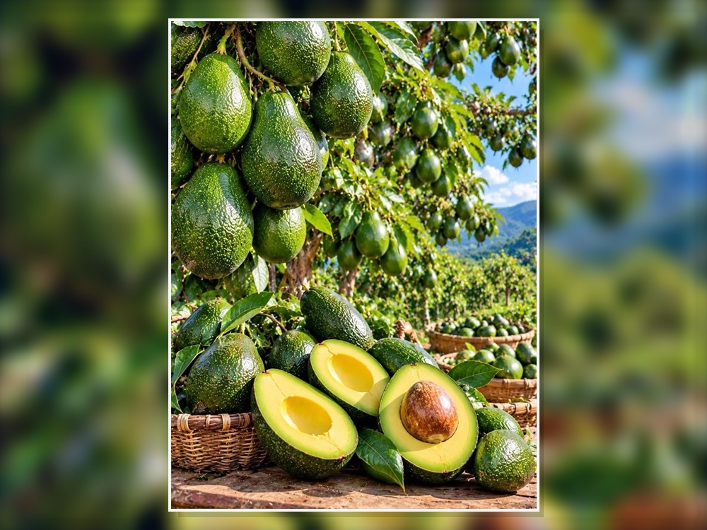Fresh Hass avocados, whole and cut