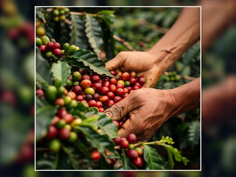 Tanzanian Coffee