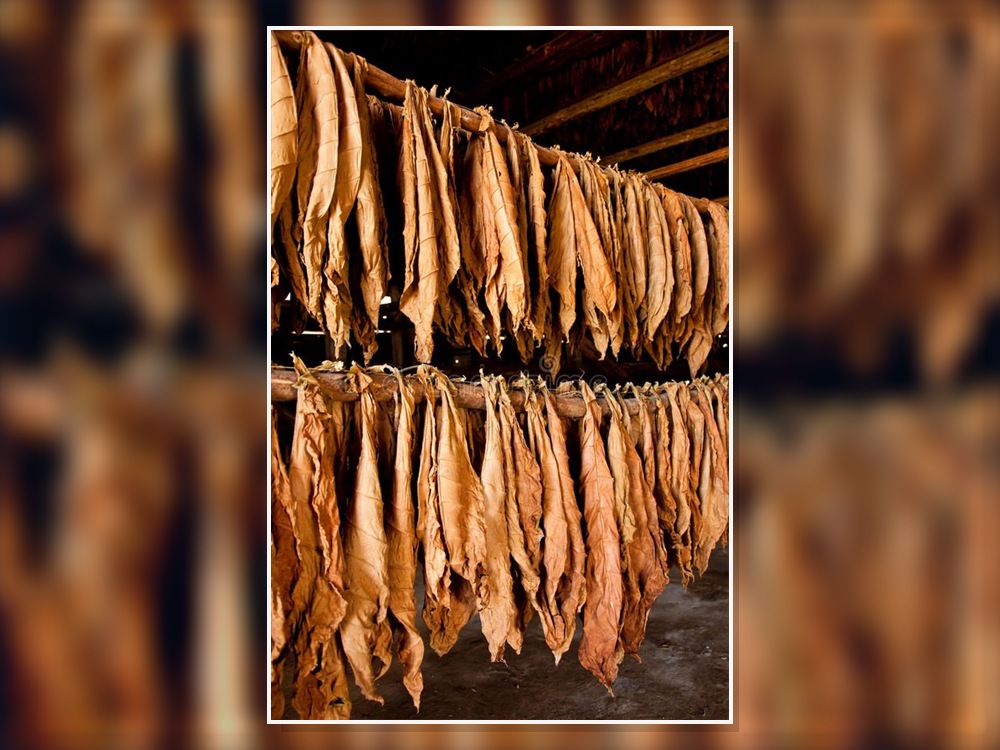 Tanzanian Tobacco Leaf